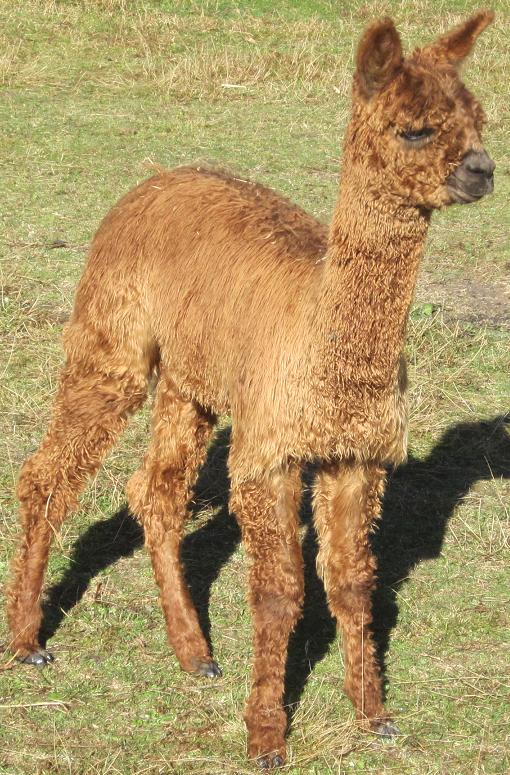 Black Sabbath Cria - Rocco 2