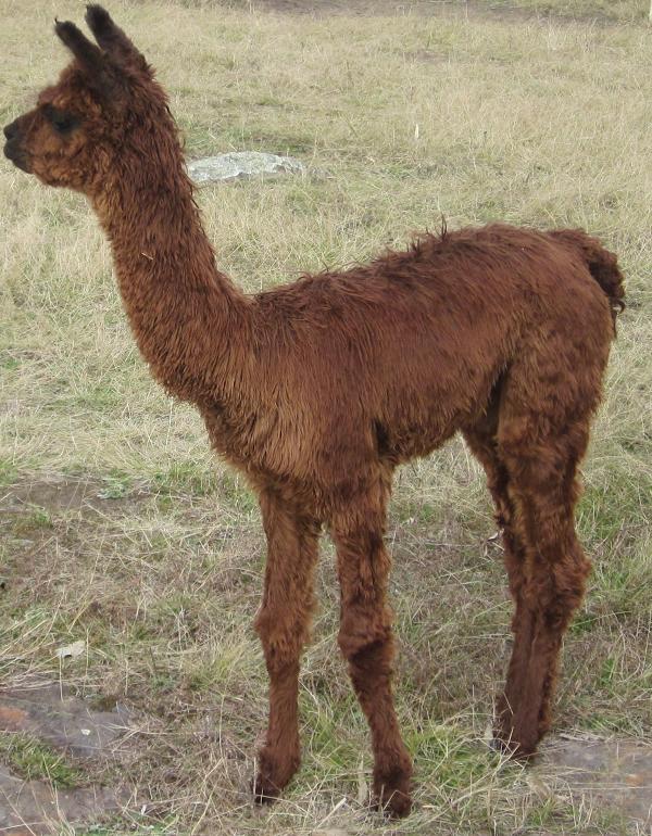 Black Sabbath Cria - Flash Dancer