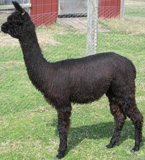 Black Sabbath Cria - Night Spirit