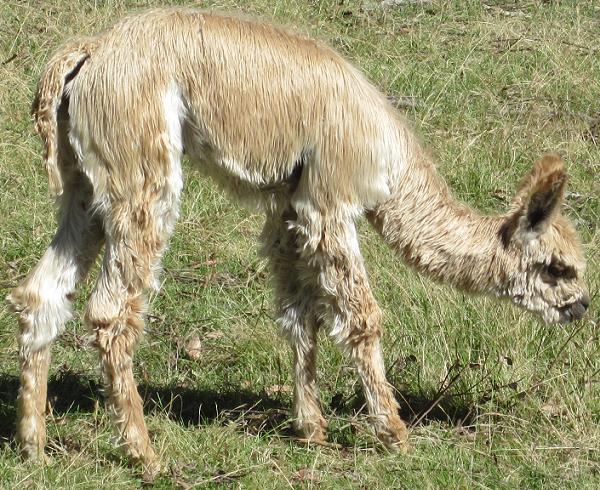 Black Sabbath Cria - Martinez