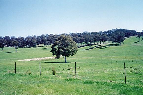Trees playing the statue game.  Did you see him move