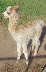 GOLDFINGER'S FIRST CRIA (AT 2 DAYS)