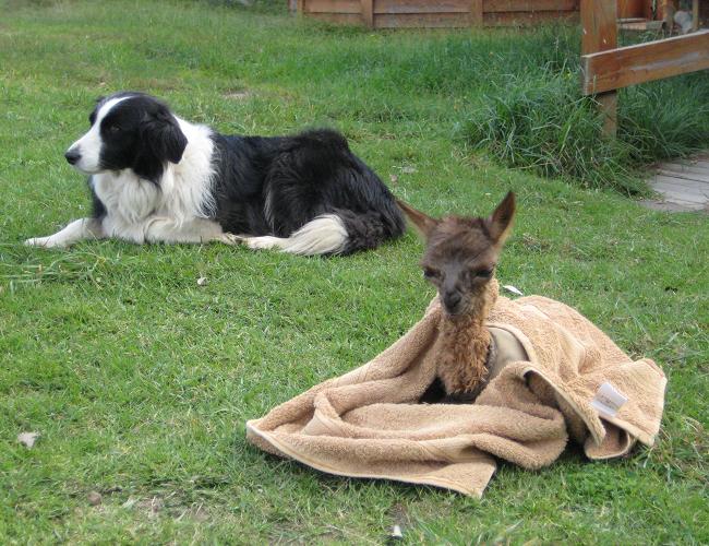 Shady Guarding Abandoned Newborn