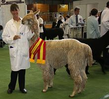 Goldfinger - Sydney Royal 2011