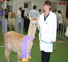 Midas - Sydney Royal 2011