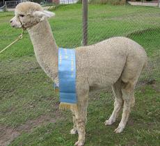 Maximilian (Stud Male)