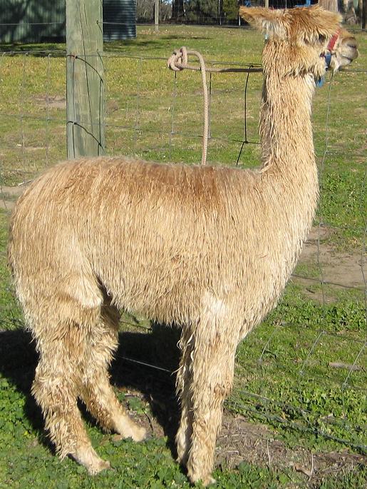 Pacofino Goldfinger at 8 months