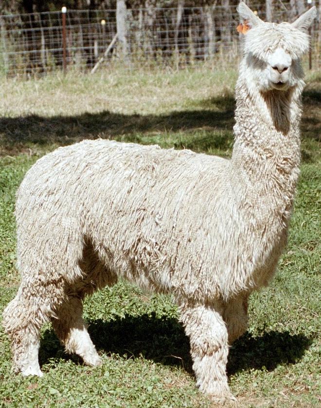 Snowmass Illumination